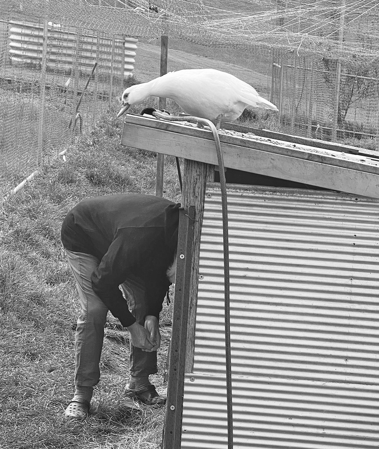 Bruce Pascoe at Yumburra (Lyn Harwood)