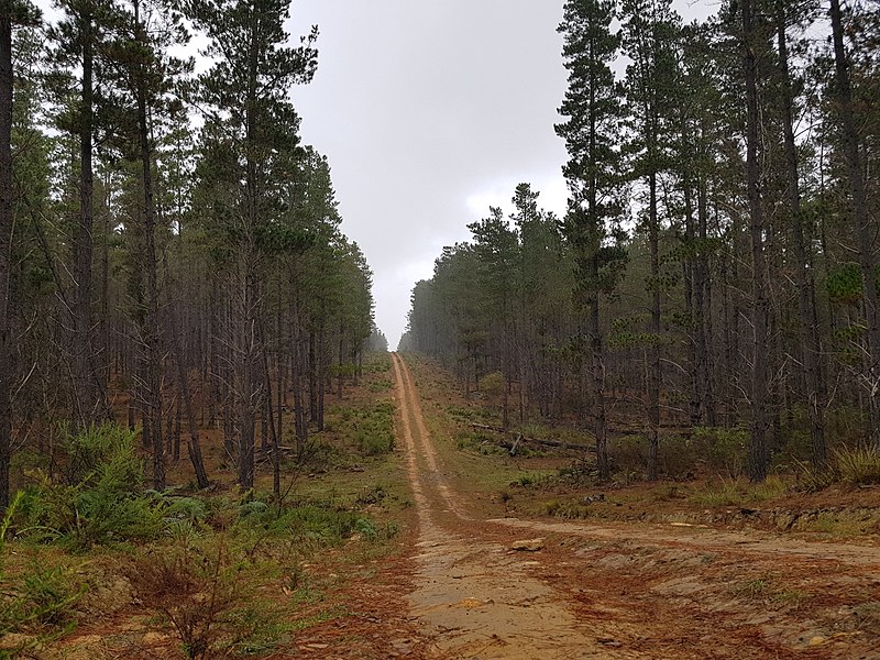 Belanglo State Forest (photographed by Maksym Kozlenko via Wikimedia Commons)