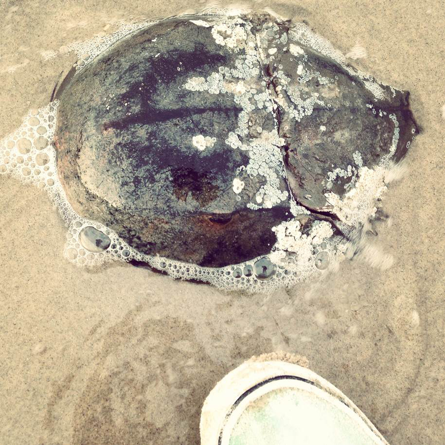 Horseshoe Crab One