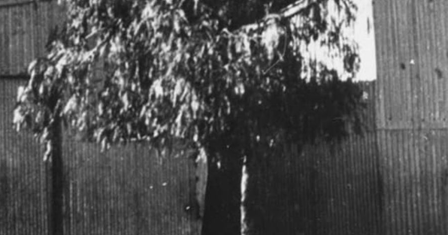 Joanna Cruickshank reviews ‘Living in Tin: The Bungalow, Alice Springs, 1914-1929’ by Linda Wells