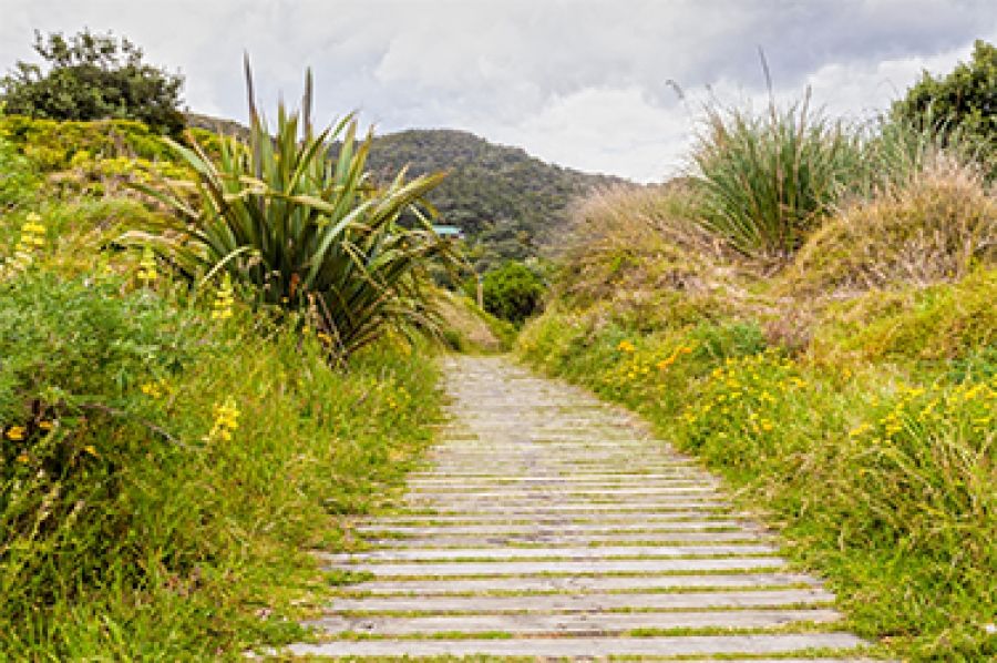 Natural Wonder by Tracy Ellis | Jolley Prize 2022 (Winner)