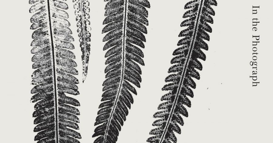 Paul Hetherington reviews In the Photograph by Luke Beesley