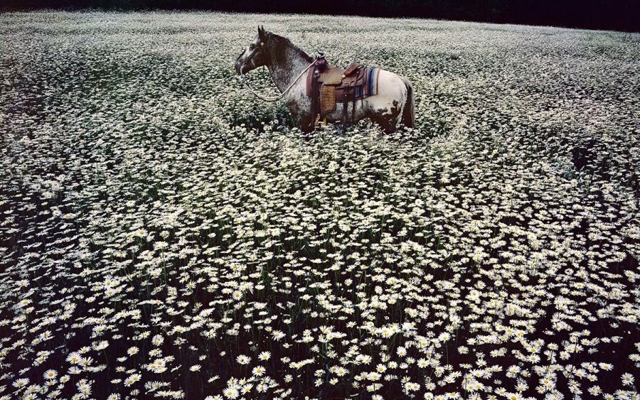 Linda McCartney: Retrospective: A gateway into a private, inner world