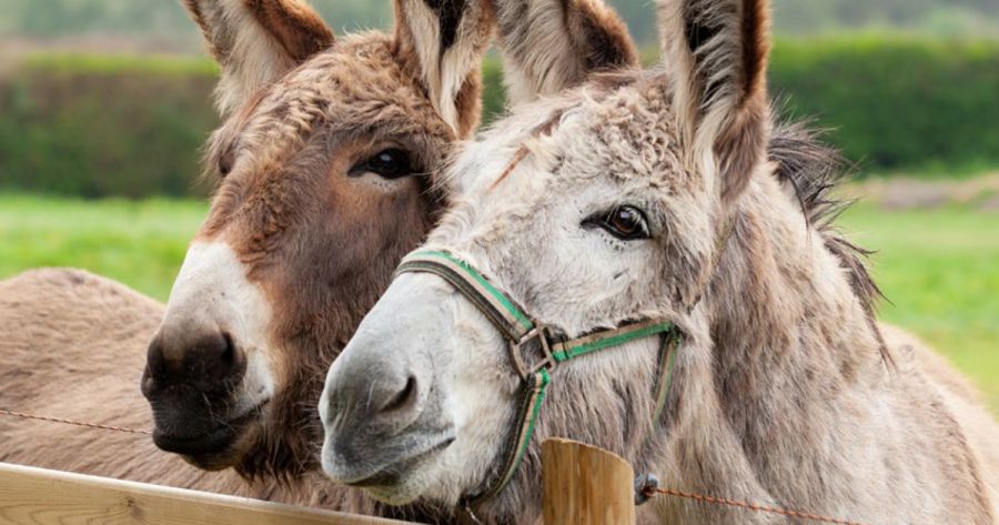 Hayley Singer reviews ‘Our Familiars’ by Anne Coombs