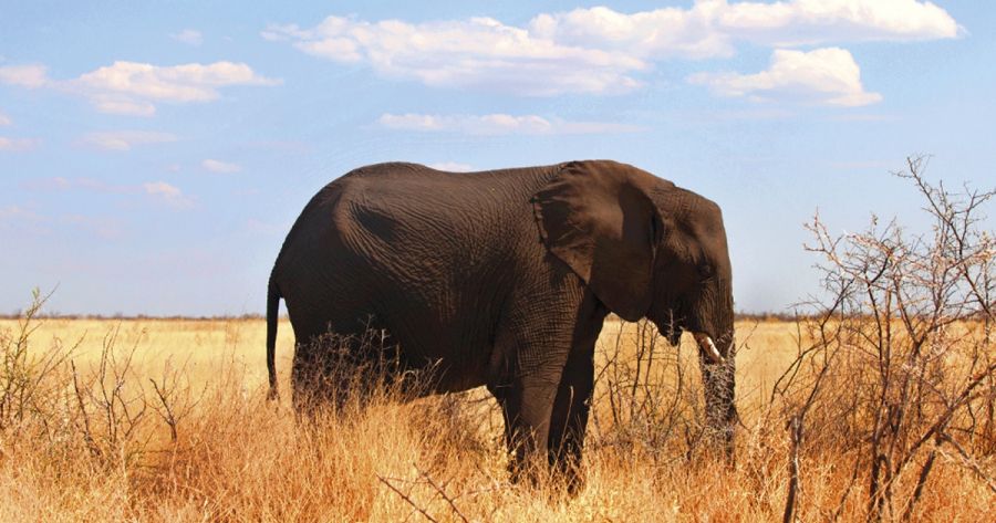 Sarah Day reviews ‘A Training School for Elephants’ by Sophy Roberts