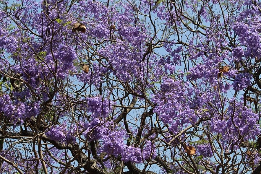 Joan Mercers Fertile Head, a new story by S.J. Finn