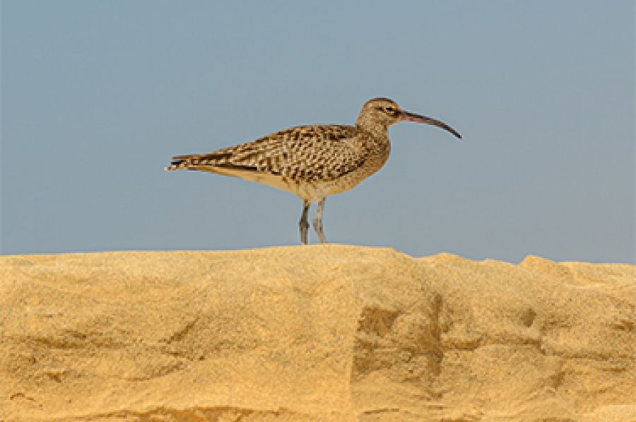 Curlew, a poem by Eileen Chong
