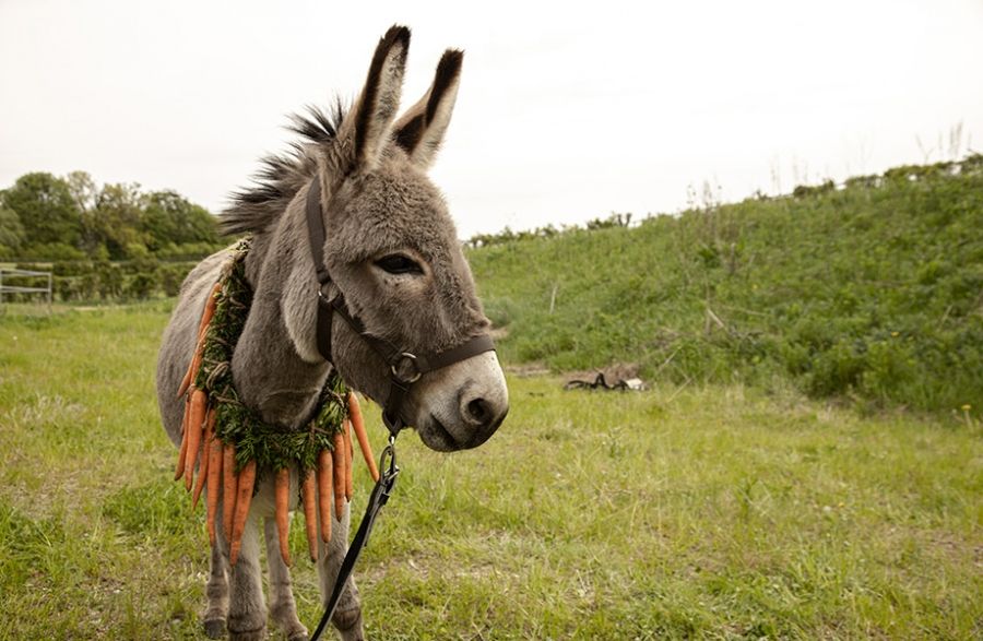 EO: Life through the eyes of a donkey by Anthony Frajman