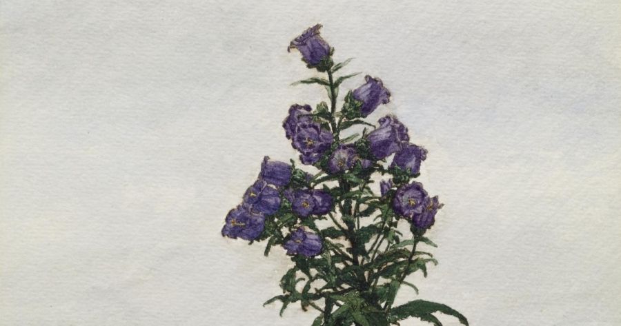 Canterbury Bell, a new poem by Andrea Brady