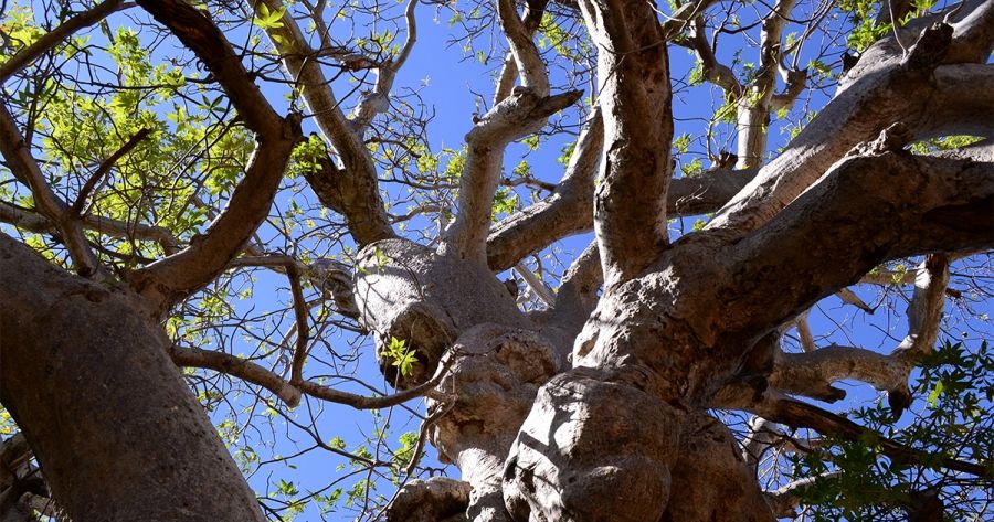 Scar Tissue: Searching for Retribution Camp by Billy Griffiths