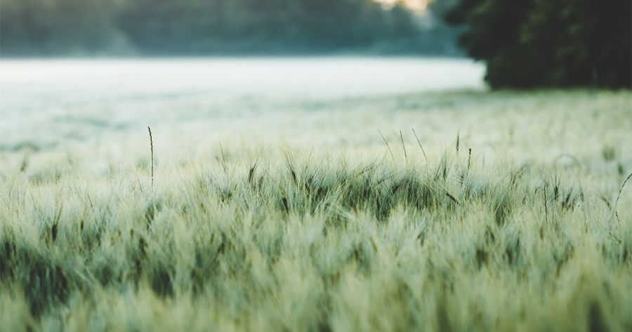 Night Flight, a new poem by Sarah Holland-Batt