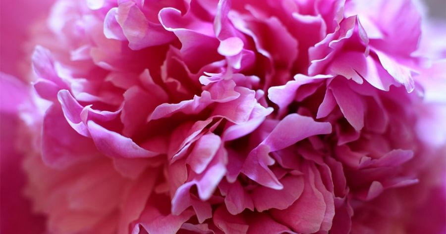 Classical Allegory, a new poem by Sarah Holland-Batt