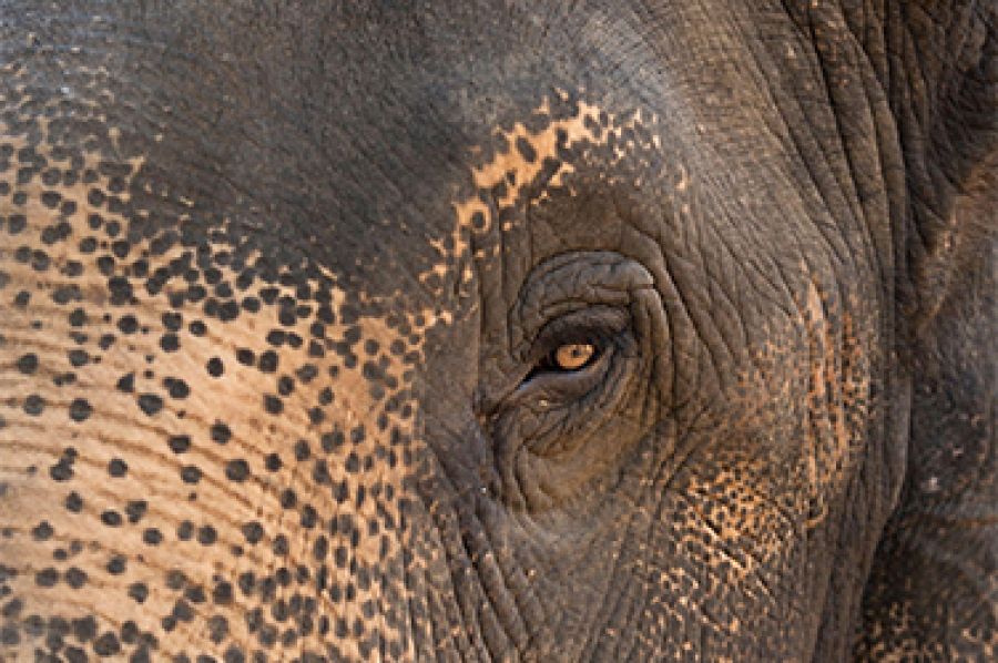 Pillaiyar, a poem by Vidyan Ravinthiran