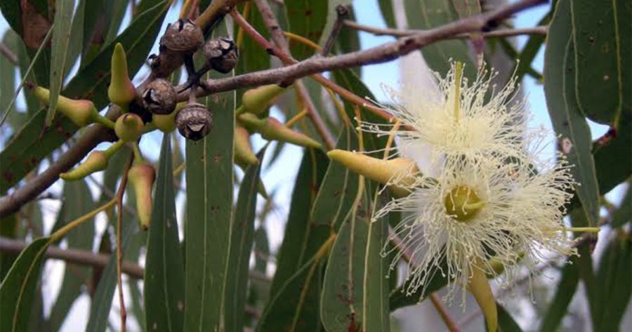 An evergreen canopy: The alluring and resilient eucalypt by Bianca Le