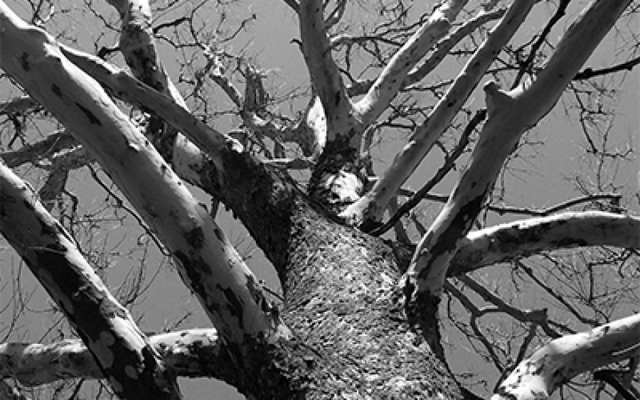 The Enemy, Asyndeton by Camilla Chaudhary | Jolley Prize 2021 (Winner)