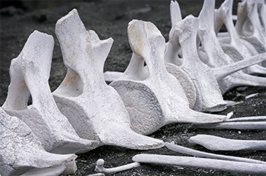 Whale Fall by C.J. Garrow | Jolley Prize 2022 (Shortlisted)