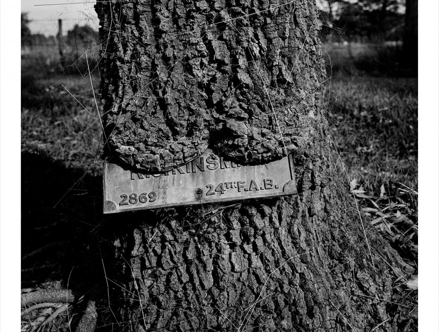 Trent Parke: WW1 Avenue of Honour (Art Gallery of Ballarat)