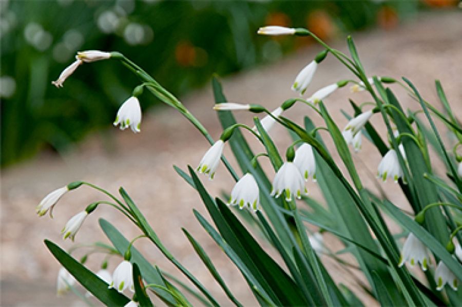 Autoimmune, a poem by Katherine Brabon